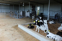 Calf Shed wiring by Sargent's Electrical